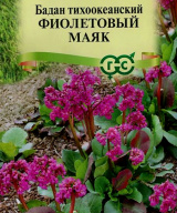 Бадан Фиолетовый Маяк "Гавриш"