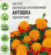 Бархатцы отклоненные  Антошка "Гавриш"
