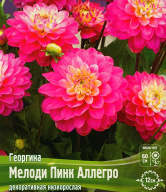 Георгина декоративная низкорослая Мелоди пинк Аллегро