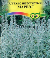 Стахис шерстистый Марвэл  "Гавриш"