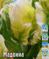 Тюльпан попугайный Мадонна 