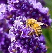 Семена прянных растений