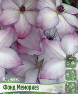 Клематис Фонд Мемориез 