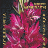 Гладиолус Харабе Тапатио