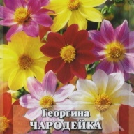 Георгина Чародейка "Гавриш"