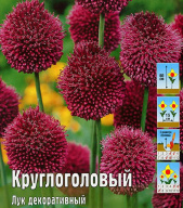 Лук декоративный Круглоголовый