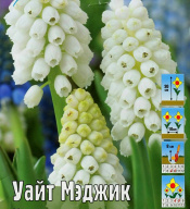 Мускари Уайт Мэджик 