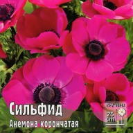 Анемона корончатая Сильфид