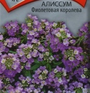 Алиссум Фиолетовая королева  "Поиск"