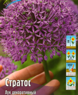 Лук декоративный Стратос