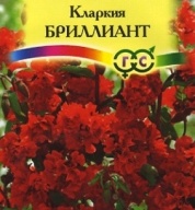 Кларкия Бриллиант "Гавриш"