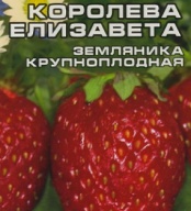 Земляника Королева Елизавета "Сибирский сад"