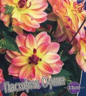 Георгин Пасифик Оушн