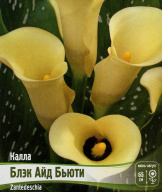 Калла Блэк Айд Бьюти 