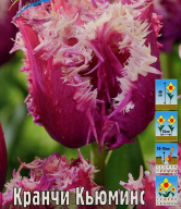 Тюльпан Кранчи Кьюминс 