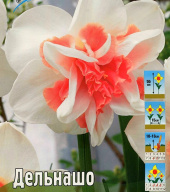 Нарцисс махровый Дельнашо