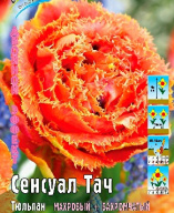 Тюльпан махровый + бахромчатый  Сенсуал Тач