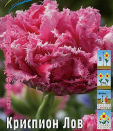 Тюльпан махровый-бахромчатый  Криспион Лов