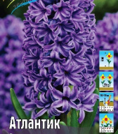 Гиацинт Атлантик