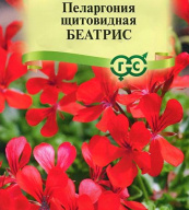 Пеларгония щитовидная Беатрис  "Гавриш"