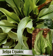 Хоста Зебра Страйпс