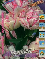 Тюльпан многоцветковый + махровый  Белиция