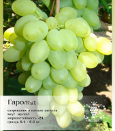 Виноград Гарольд
