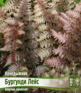 Кочедыжник Бургунди Лейс