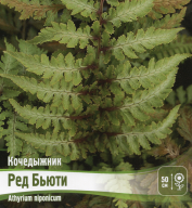 Кочедыжник (папоротник) Ред Бьюти