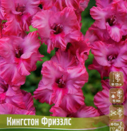 Гладиолус гофрированный Кингстон Фриззлс  