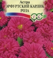 Астра Эрфуртский карлик Роза "Гавриш"