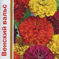 Цинния Венский вальс "Гавриш"