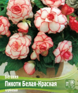Бегония Пикоти Белая - Красная