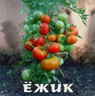 Томат  Ежик "Биотехника"