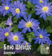 Анемона Блю Шейдс