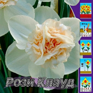 Нарцисс махровый Рози Клауд 