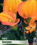 Калла Беатрикс 