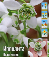 Подснежник Ипполита