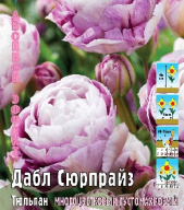 Тюльпан многоцветковый - густомахровый Дабл Сюрпрайз