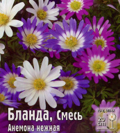 Анемона нежная Бланда смесь