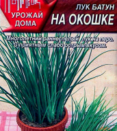 Лук Батун на окошке "Аэлита"