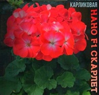 Пеларгония карликовая нано F1 Скарлет биколор "Биотехника"