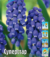 Мускари Суперстар