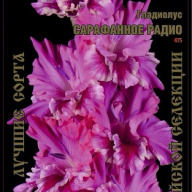 Гладиолус Сарафанное Радио