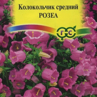 Колокольчик средний Розеа "Гавриш"