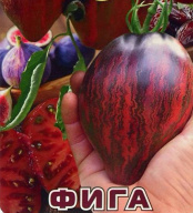 Томат Фига "Биотехника"