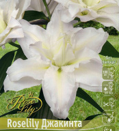Лилии восточные Roselily Джакинта 