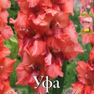 Гладиолус гофрированный  Уфа