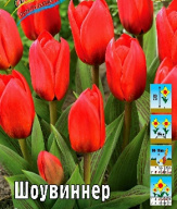 Тюльпан кауфмана Шоувиннер