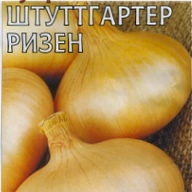 Лук репчатый Штуттгартер ризен "Гавриш"